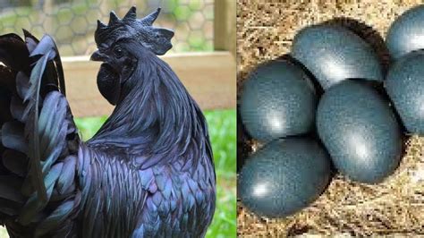 black egg chickens|chicken breeds with black eggs.